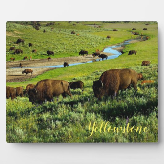 Foto Plaque-Yellowstone Buffalo Fotoplatte (Vorderseite)