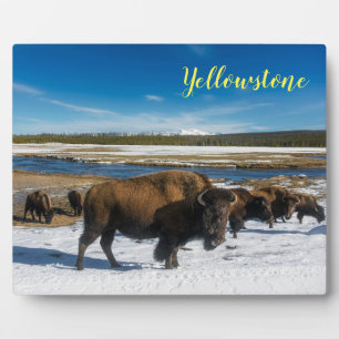 Foto Plaque-Yellowstone Buffalo Fotoplatte