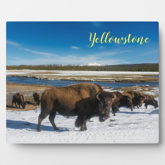 Foto Plaque-Yellowstone Buffalo Fotoplatte (Vorderseite)
