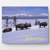 Foto Plaque-Yellowstone Buffalo Fotoplatte (Vorderseite)