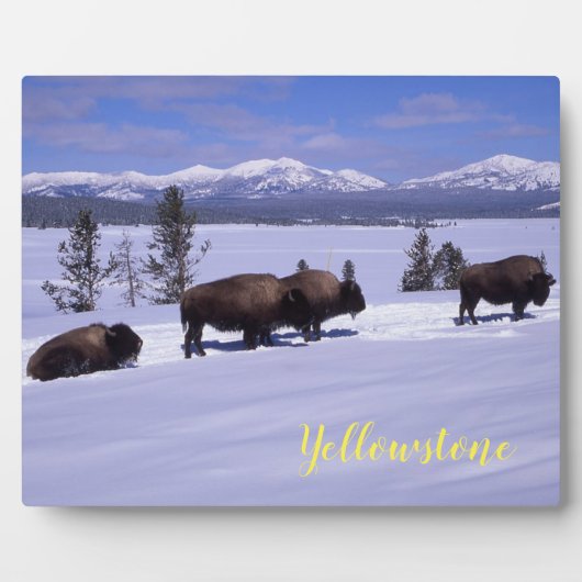 Foto Plaque-Yellowstone Buffalo Fotoplatte (Vorderseite)
