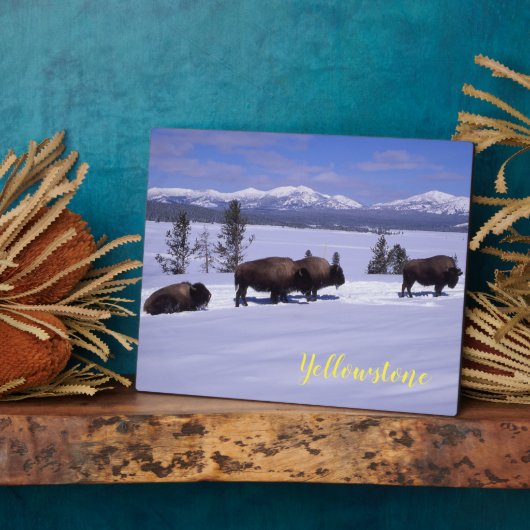 Foto Plaque-Yellowstone Buffalo Fotoplatte (Seite)
