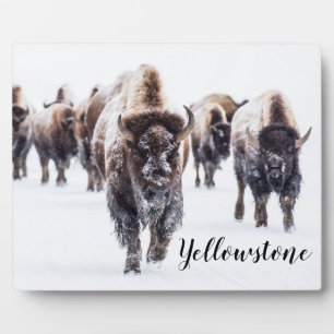 Foto Plaque-Yellowstone Buffalo Fotoplatte