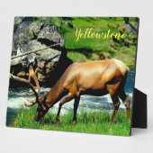 Foto Plaque-Yellowstone-Elch Fotoplatte (Seite)