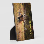 Foto Plaque-Yellowstone-Elch Fotoplatte (Seite)