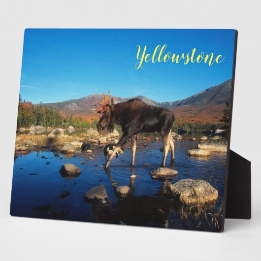 Foto Plaque-Yellowstone Elche Fotoplatte (Seite)