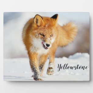 Foto Plaque-Yellowstone Red Fox Fotoplatte
