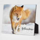 Foto Plaque-Yellowstone Red Fox Fotoplatte (Seite)