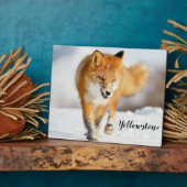 Foto Plaque-Yellowstone Red Fox Fotoplatte (Seite)