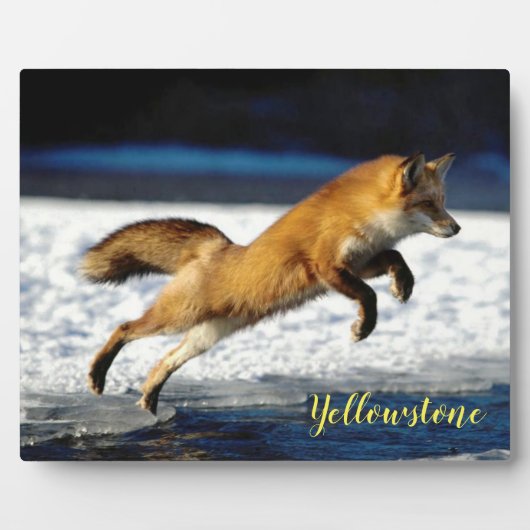 Foto Plaque-Yellowstone Red Fox Fotoplatte (Vorderseite)