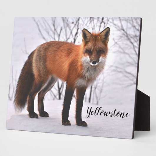 Foto Plaque-Yellowstone Red Fox Fotoplatte (Seite)