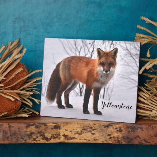 Foto Plaque-Yellowstone Red Fox Fotoplatte (Seite)