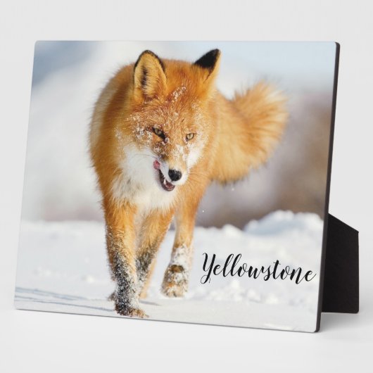 Foto Plaque-Yellowstone Red Fox Plaque Fotoplatte (Seite)