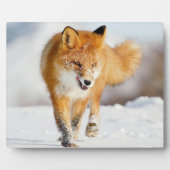 Foto Plaque-Yellowstone Red Fox Plaque Fotoplatte (Vorderseite)