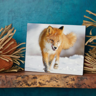 Foto Plaque-Yellowstone Red Fox Plaque Fotoplatte