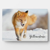 Foto Plaque-Yellowstone Red Fox Plaque Fotoplatte (Vorderseite)