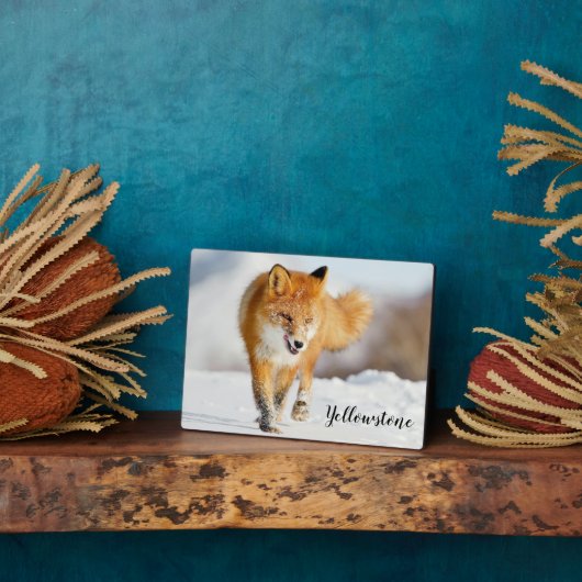 Foto Plaque-Yellowstone Red Fox Plaque Fotoplatte (Seite)