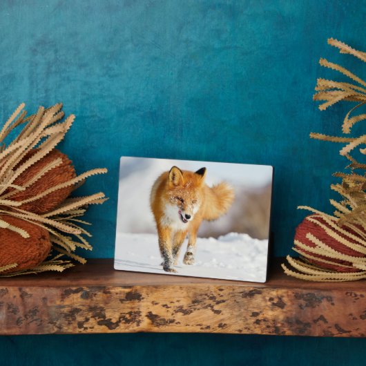 Foto Plaque-Yellowstone Red Fox Plaque Fotoplatte (Seite)