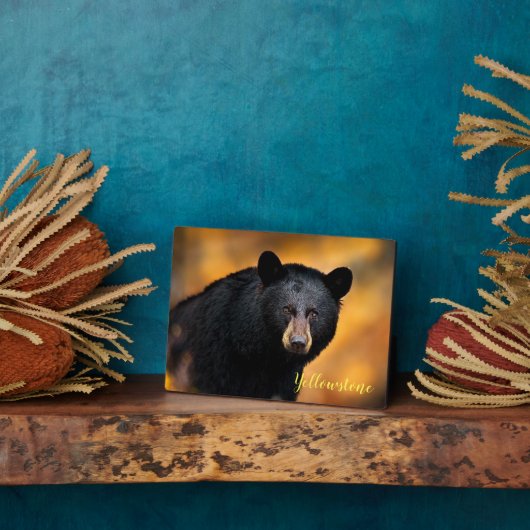 Foto Plaque-Yellowstone Schwarzer Bär Fotoplatte (Seite)