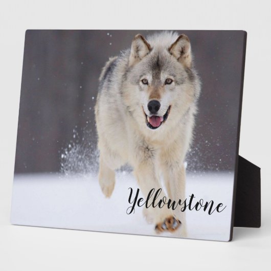Foto Plaque-Yellowstone Wolf Fotoplatte (Seite)