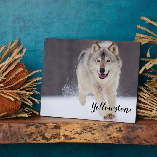 Foto Plaque-Yellowstone Wolf Fotoplatte (Seite)