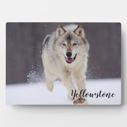 Foto Plaque-Yellowstone Wolf Plaque Fotoplatte (Vorderseite)
