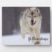 Foto Plaque-Yellowstone Wolf Plaque Fotoplatte (Vorderseite)