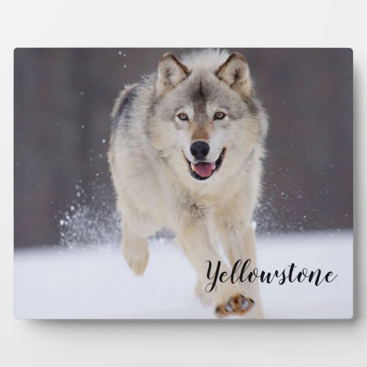 Foto Plaque-Yellowstone Wolf Plaque Fotoplatte (Vorderseite)