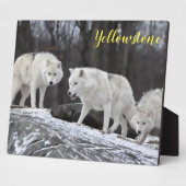 Foto Plaque-Yellowstone-Wölfe Fotoplatte (Seite)