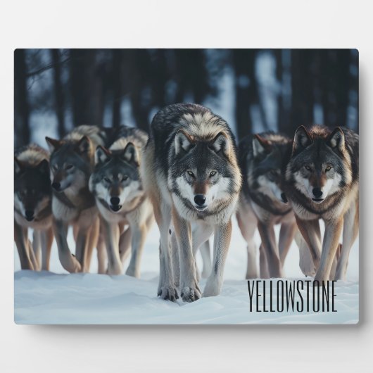 Foto Plaque-Yellowstone-Wölfe Fotoplatte (Vorderseite)