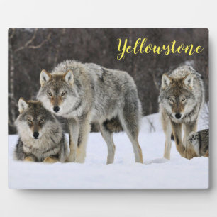 Foto Plaque-Yellowstone-Wölfe Fotoplatte
