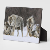 Foto Plaque-Yellowstone Wolves Plaque Fotoplatte (Seite)