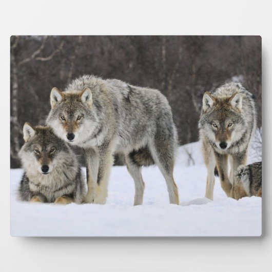 Foto Plaque-Yellowstone Wolves Plaque Fotoplatte (Vorderseite)