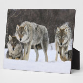 Foto Plaque-Yellowstone Wolves Plaque Fotoplatte (Seite)