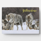 Foto Plaque-Yellowstone Wolves Plaque Fotoplatte (Vorderseite)