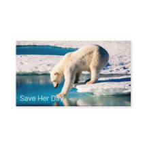 Foto Polar Bär Blau Weiße Inspiration Natur