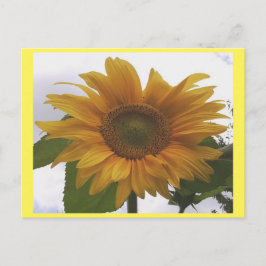 Foto Postcard 7 Sonnenblumen - Natürliche Schönhei Postkarte