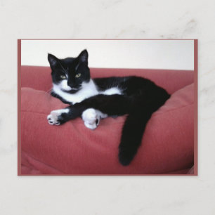 Foto Postcard - Queen Cat - Animal Beauty Postkarte