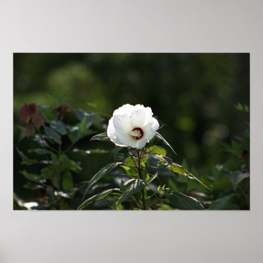 Foto-Poster der weißen Blume Poster (Vorne)