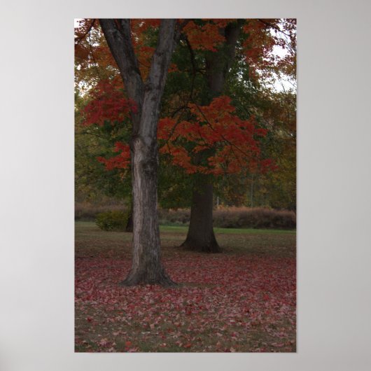 Foto-Poster für Herbst-Bäume Poster (Vorne)