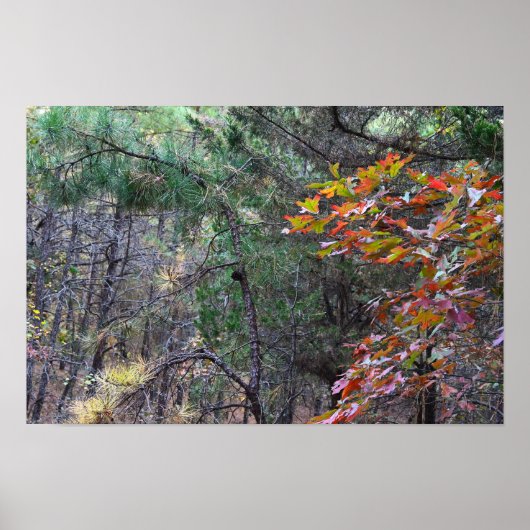 Foto-Poster für Herbstverlässe Poster (Vorne)