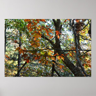 Foto-Poster für Herbstverlässe Poster