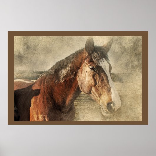 Foto Poster für Pferde (Vorne)