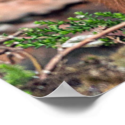 Foto-Poster für Rote Eichhörnchen Poster (Ecke)