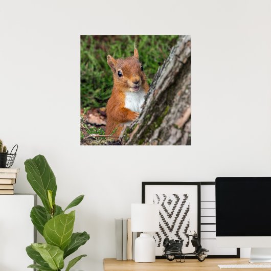 Foto-Poster für Rote Eichhörnchen Poster (Heimbüro)