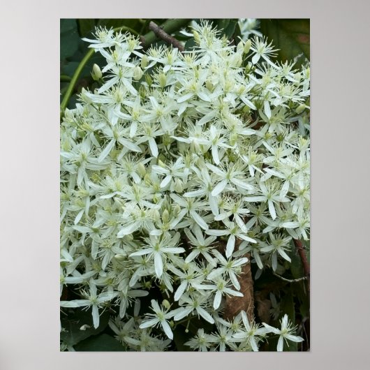 Foto-Poster für weiße Wildblumen Poster (Vorne)