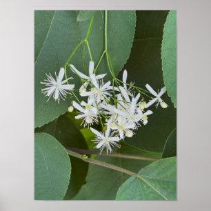 Foto-Poster für weiße Wildblumen Poster