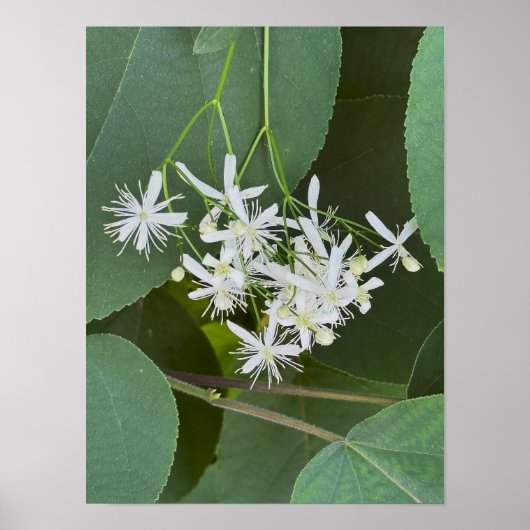 Foto-Poster für weiße Wildblumen Poster (Vorne)