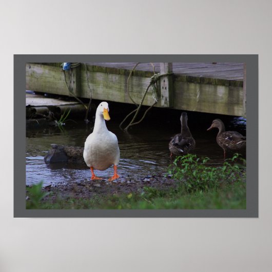 Foto-Poster Poster (Vorne)