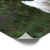 Foto-Poster Poster (Ecke)